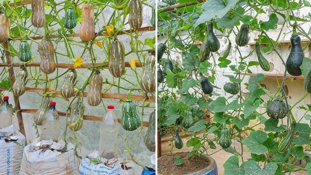 Grow Pumpkins in Containers at Home: A Complete Step-by-Step Guide